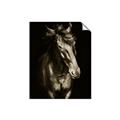 Picture of Stallion _GroupedProduct_Rectangle_Portrait_Photography _GroupedProduct_Rectangle_Portrait_Unframed_Print_Only_