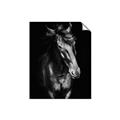 Picture of Stallion _GroupedProduct_Rectangle_Portrait_Photography _GroupedProduct_Rectangle_Portrait_Unframed_Print_Only_