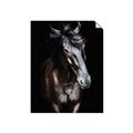 Picture of Stallion _GroupedProduct_Rectangle_Portrait_Photography _GroupedProduct_Rectangle_Portrait_Unframed_Print_Only_