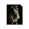 Picture of Stallion _GroupedProduct_Rectangle_Portrait_Photography _GroupedProduct_Rectangle_Portrait_Unframed_Print_Only_