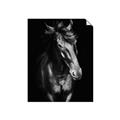 Picture of Stallion _GroupedProduct_Rectangle_Portrait_Photography _GroupedProduct_Rectangle_Portrait_Unframed_Print_Only_