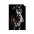 Picture of Stallion _GroupedProduct_Rectangle_Portrait_Photography _GroupedProduct_Rectangle_Portrait_Unframed_Print_Only_