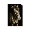Picture of Stallion _GroupedProduct_Rectangle_Portrait_Photography _GroupedProduct_Rectangle_Portrait_Unframed_Print_Only_