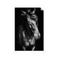 Picture of Stallion _GroupedProduct_Rectangle_Portrait_Photography _GroupedProduct_Rectangle_Portrait_Unframed_Print_Only_