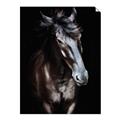 Picture of Stallion _GroupedProduct_Rectangle_Portrait_Photography _GroupedProduct_Rectangle_Portrait_Unframed_Print_Only_