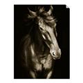 Picture of Stallion _GroupedProduct_Rectangle_Portrait_Photography _GroupedProduct_Rectangle_Portrait_Unframed_Print_Only_