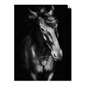 Picture of Stallion _GroupedProduct_Rectangle_Portrait_Photography _GroupedProduct_Rectangle_Portrait_Unframed_Print_Only_