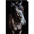 Picture of Stallion _GroupedProduct_Rectangle_Portrait_Photography _GroupedProduct_Rectangle_Portrait_Unframed_Print_Only_