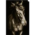 Picture of Stallion _GroupedProduct_Rectangle_Portrait_Photography _GroupedProduct_Rectangle_Portrait_Unframed_Print_Only_