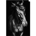 Picture of Stallion _GroupedProduct_Rectangle_Portrait_Photography _GroupedProduct_Rectangle_Portrait_Unframed_Print_Only_