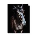 Picture of Stallion _GroupedProduct_Rectangle_Portrait_Photography _GroupedProduct_Rectangle_Portrait_Unframed_Print_Only_