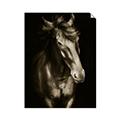 Picture of Stallion _GroupedProduct_Rectangle_Portrait_Photography _GroupedProduct_Rectangle_Portrait_Unframed_Print_Only_