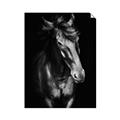 Picture of Stallion _GroupedProduct_Rectangle_Portrait_Photography _GroupedProduct_Rectangle_Portrait_Unframed_Print_Only_