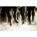 Picture of Stampede _GroupedProduct_Rectangle_Landscape_Photography _GroupedProduct_Rectangle_Landscape_Unframed_Print_Only_