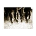 Picture of Stampede _GroupedProduct_Rectangle_Landscape_Photography _GroupedProduct_Rectangle_Landscape_Unframed_Print_Only_