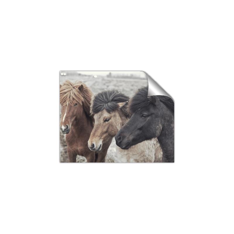 Picture of Untamed Beauties   _GroupedProduct_Rectangle_Landscape_Photography _GroupedProduct_Rectangle_Landscape_Unframed_Print_Only_