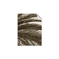 Picture of Sun & Palms  _GroupedProduct_Rectangle_Portrait_Photography _GroupedProduct_Rectangle_Portrait_Unframed_Print_Only_