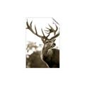 Picture of The Winter Deer _GroupedProduct_Rectangle_Portrait_Photography _GroupedProduct_Rectangle_Portrait_Unframed_Print_Only_