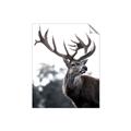 Picture of The Winter Deer _GroupedProduct_Rectangle_Portrait_Photography _GroupedProduct_Rectangle_Portrait_Unframed_Print_Only_