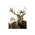 Picture of The Winter Deer _GroupedProduct_Rectangle_Portrait_Photography _GroupedProduct_Rectangle_Portrait_Unframed_Print_Only_