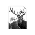 Picture of The Winter Deer _GroupedProduct_Rectangle_Portrait_Photography _GroupedProduct_Rectangle_Portrait_Unframed_Print_Only_