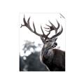 Picture of The Winter Deer _GroupedProduct_Rectangle_Portrait_Photography _GroupedProduct_Rectangle_Portrait_Unframed_Print_Only_
