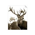 Picture of The Winter Deer _GroupedProduct_Rectangle_Portrait_Photography _GroupedProduct_Rectangle_Portrait_Unframed_Print_Only_
