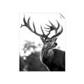 Picture of The Winter Deer _GroupedProduct_Rectangle_Portrait_Photography _GroupedProduct_Rectangle_Portrait_Unframed_Print_Only_