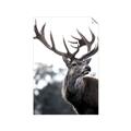 Picture of The Winter Deer _GroupedProduct_Rectangle_Portrait_Photography _GroupedProduct_Rectangle_Portrait_Unframed_Print_Only_