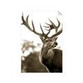 Picture of The Winter Deer _GroupedProduct_Rectangle_Portrait_Photography _GroupedProduct_Rectangle_Portrait_Unframed_Print_Only_