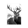 Picture of The Winter Deer _GroupedProduct_Rectangle_Portrait_Photography _GroupedProduct_Rectangle_Portrait_Unframed_Print_Only_