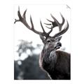 Picture of The Winter Deer _GroupedProduct_Rectangle_Portrait_Photography _GroupedProduct_Rectangle_Portrait_Unframed_Print_Only_
