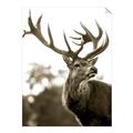 Picture of The Winter Deer _GroupedProduct_Rectangle_Portrait_Photography _GroupedProduct_Rectangle_Portrait_Unframed_Print_Only_