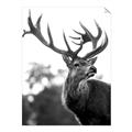 Picture of The Winter Deer _GroupedProduct_Rectangle_Portrait_Photography _GroupedProduct_Rectangle_Portrait_Unframed_Print_Only_