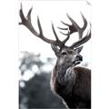 Picture of The Winter Deer _GroupedProduct_Rectangle_Portrait_Photography _GroupedProduct_Rectangle_Portrait_Unframed_Print_Only_