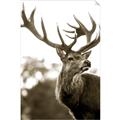 Picture of The Winter Deer _GroupedProduct_Rectangle_Portrait_Photography _GroupedProduct_Rectangle_Portrait_Unframed_Print_Only_
