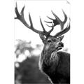 Picture of The Winter Deer _GroupedProduct_Rectangle_Portrait_Photography _GroupedProduct_Rectangle_Portrait_Unframed_Print_Only_