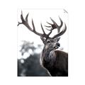 Picture of The Winter Deer _GroupedProduct_Rectangle_Portrait_Photography _GroupedProduct_Rectangle_Portrait_Unframed_Print_Only_