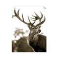 Picture of The Winter Deer _GroupedProduct_Rectangle_Portrait_Photography _GroupedProduct_Rectangle_Portrait_Unframed_Print_Only_