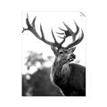 Picture of The Winter Deer _GroupedProduct_Rectangle_Portrait_Photography _GroupedProduct_Rectangle_Portrait_Unframed_Print_Only_
