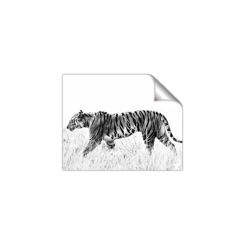 Picture of Tiger Path _GroupedProduct_Rectangle_Landscape_Photography _GroupedProduct_Rectangle_Landscape_Unframed_Print_Only_