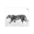 Picture of Tiger Path _GroupedProduct_Rectangle_Landscape_Photography _GroupedProduct_Rectangle_Landscape_Unframed_Print_Only_