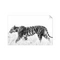 Picture of Tiger Path _GroupedProduct_Rectangle_Landscape_Photography _GroupedProduct_Rectangle_Landscape_Unframed_Print_Only_
