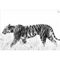 Picture of Tiger Path _GroupedProduct_Rectangle_Landscape_Photography _GroupedProduct_Rectangle_Landscape_Unframed_Print_Only_