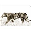 Picture of Tiger Path _GroupedProduct_Rectangle_Landscape_Photography _GroupedProduct_Rectangle_Landscape_Unframed_Print_Only_