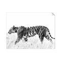 Picture of Tiger Path _GroupedProduct_Rectangle_Landscape_Photography _GroupedProduct_Rectangle_Landscape_Unframed_Print_Only_
