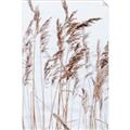 Picture of Wheat in the Wind  _GroupedProduct_Rectangle_Portrait_Photography _GroupedProduct_Rectangle_Portrait_Unframed_Print_Only_