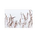 Picture of Wheat in the Wind II _GroupedProduct_Rectangle_Landscape_Photography _GroupedProduct_Rectangle_Landscape_Unframed_Print_Only_