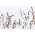 Picture of Wheat in the Wind II _GroupedProduct_Rectangle_Landscape_Photography _GroupedProduct_Rectangle_Landscape_Unframed_Print_Only_