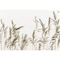Picture of Wheat in the Wind II _GroupedProduct_Rectangle_Landscape_Photography _GroupedProduct_Rectangle_Landscape_Unframed_Print_Only_